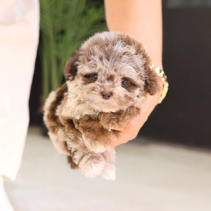 Poodle - Ppukku (Male)