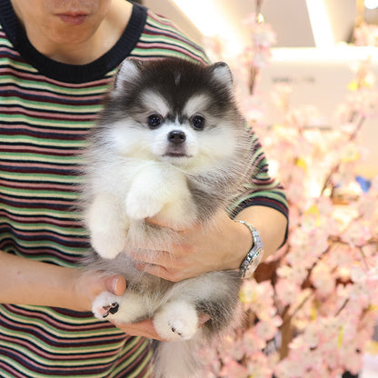 Pomsky -  Ska (Male)