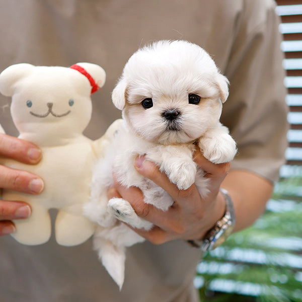 Maltipoo - Ungi (Male)