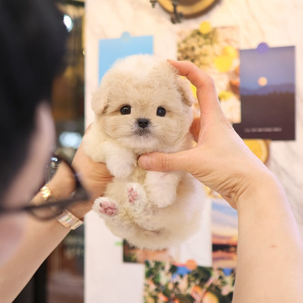 Maltipoo - Yugwa (Female)