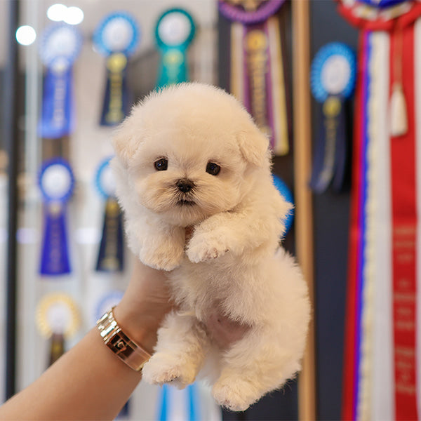 Bichon Frise - Bingbing (Male)