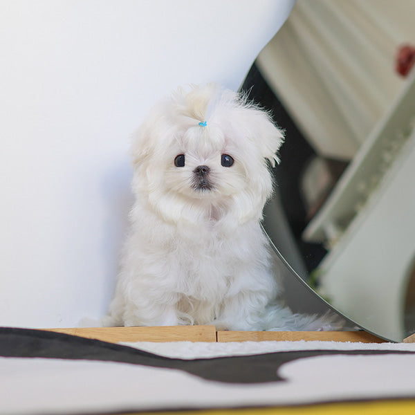 Maltese - Bono (Male)