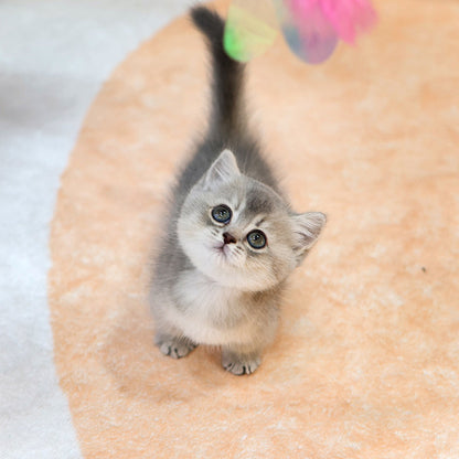 Munchkin - Ongi (Female)