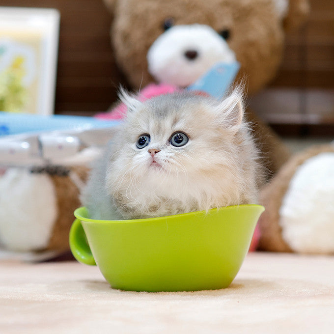 Munchkin - Konchip (Female)