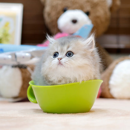 Munchkin - Konchip (Female)