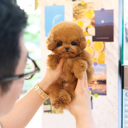 Poodle - Hermes (Female)