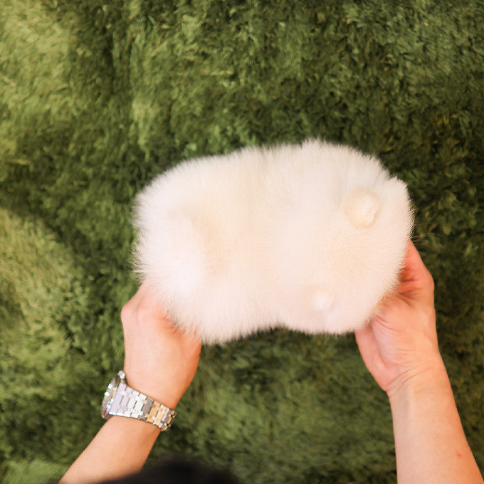 Pomeranian - Ppoya (Female)