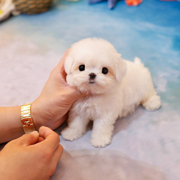 Maltese - Danny (Male)