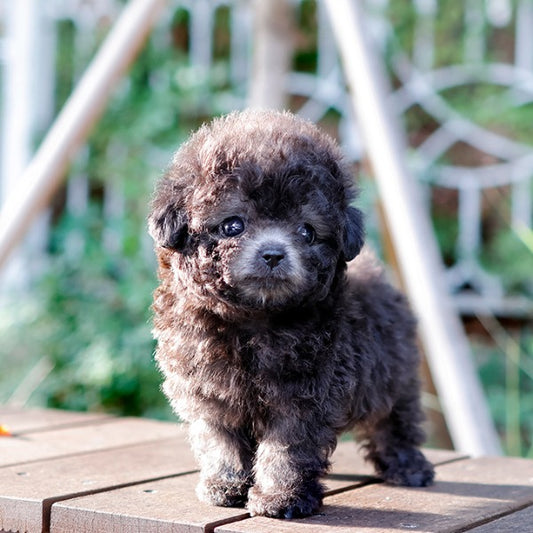 Poodle - Moon (Female)