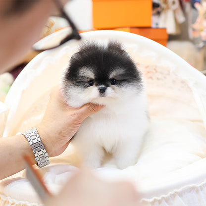 Pomeranian - Wuyu (Male)
