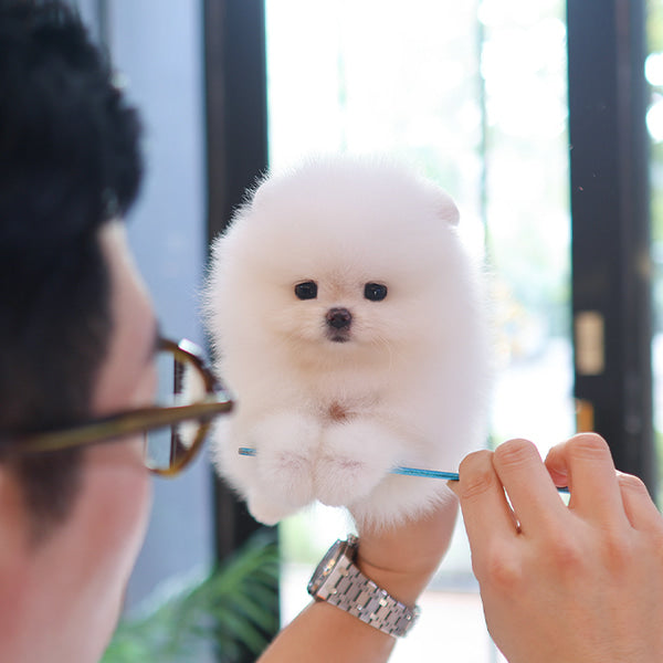 Pomeranian - Bona (Female)