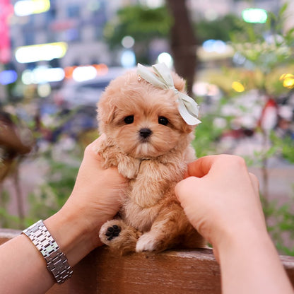 Maltipoo - Mandu (Female)