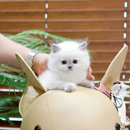 Ragdoll - Mimi (Female)