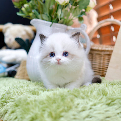 Ragdoll - Mirae (Female)