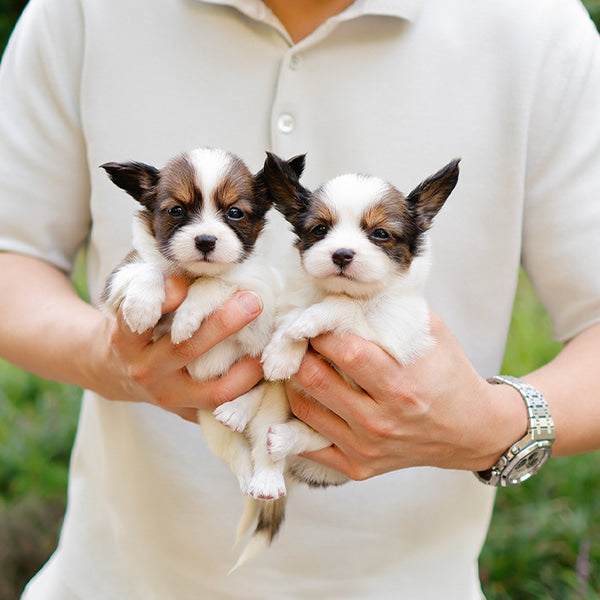Papillon - Siyo (Male)