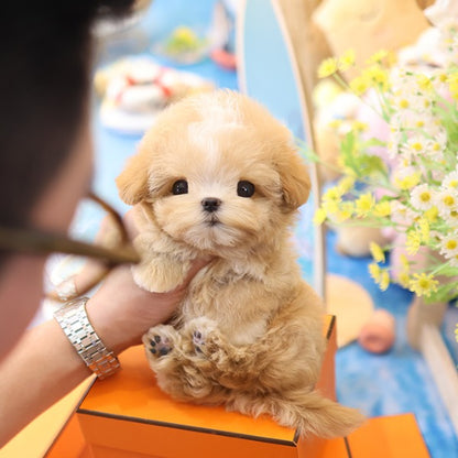 Maltipoo - Chyabi (Male)