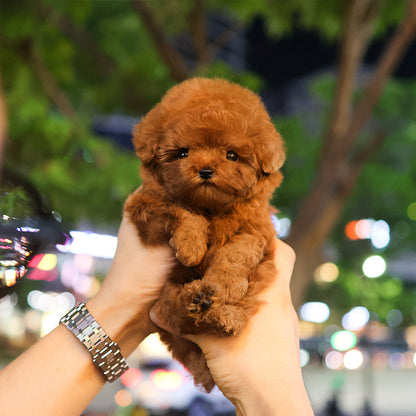 Poodle - Bubu (Male)