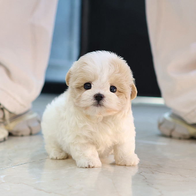 Maltipoo - Hyori (Female)