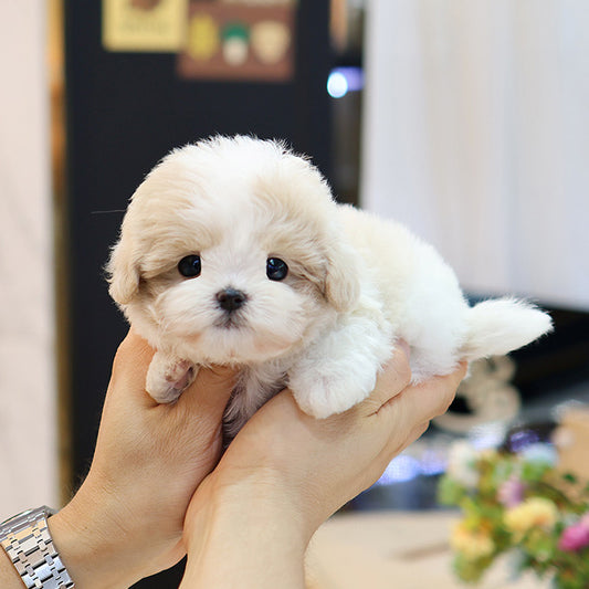 Maltipoo - Hyori (Female)