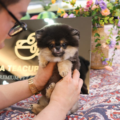 Pomeranian - Nabi (Female)