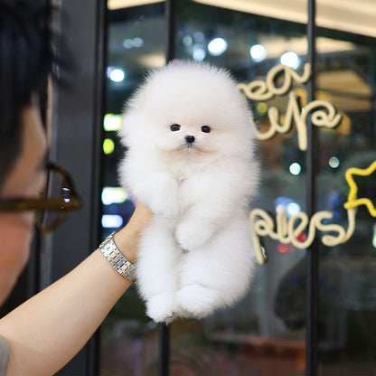 Pomeranian - Sugar (Male)