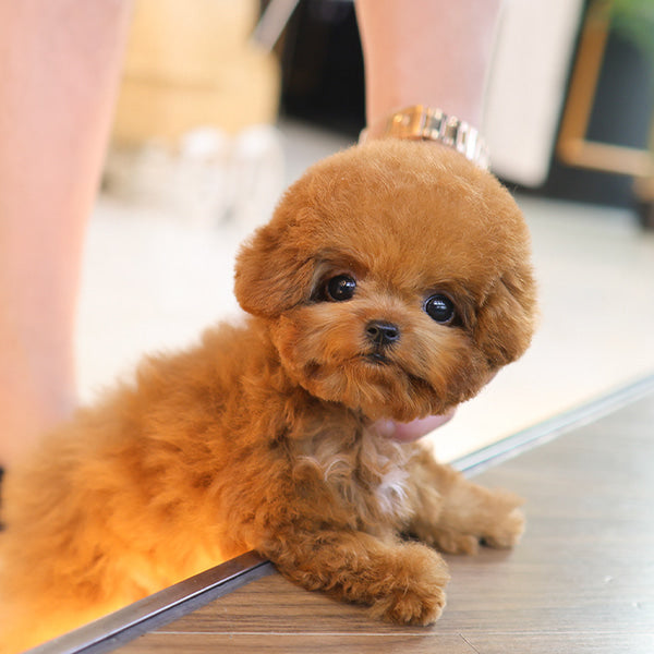 Poodle - Hermes (Female)