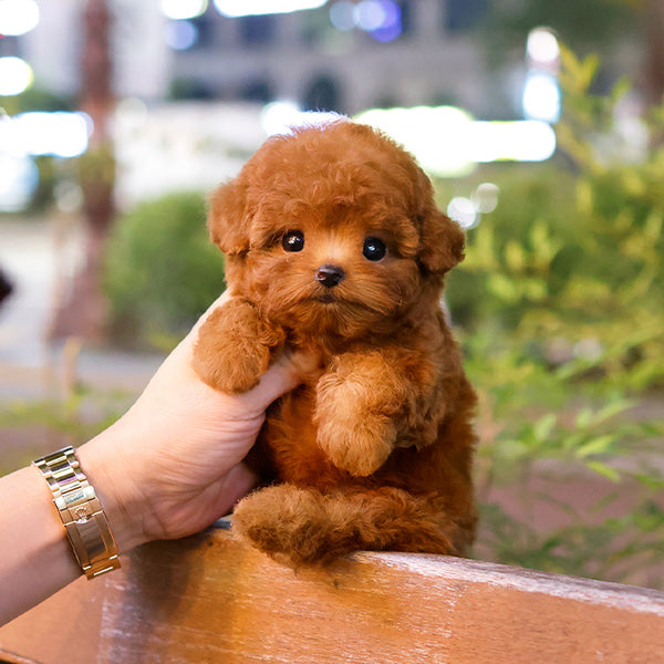 Poodle - Rikong (Female)