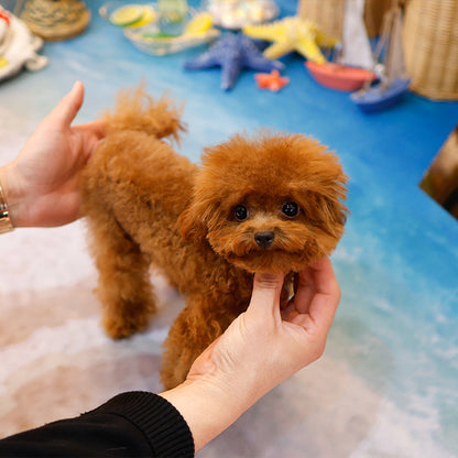 Poodle - Tooni (Male)