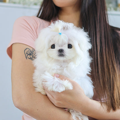Maltese - Bono (Male)