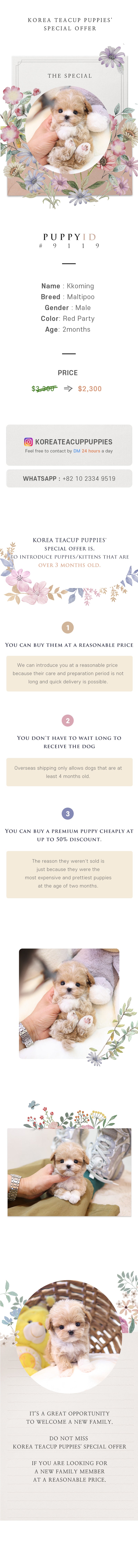Maltipoo - Kkoming (Male)
