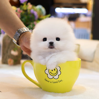 Pomeranian - Yeonhui (Female)