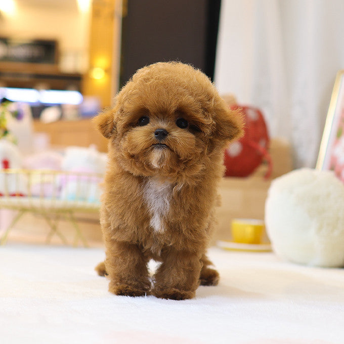 Poodle - Banana (Male)