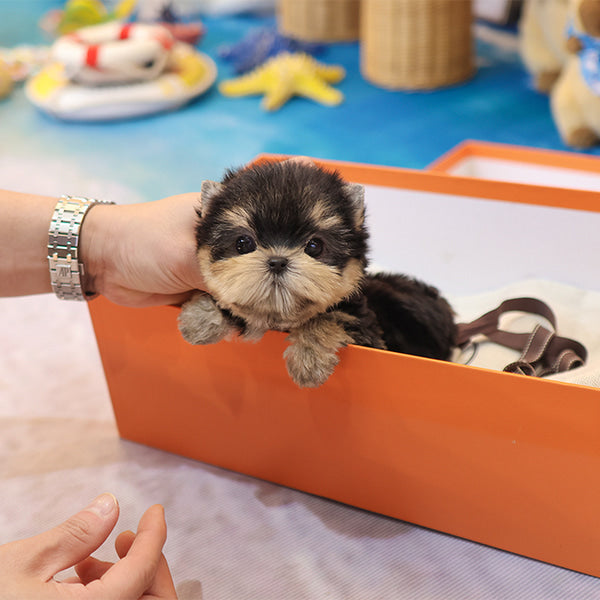 Yorkshireterrier - Sapi (Female)