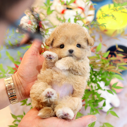 Maltipoo - Kuro (Female)