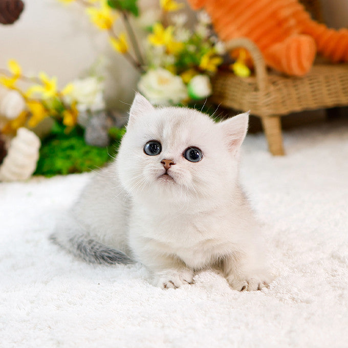 Munchkin - Syuting (Female)