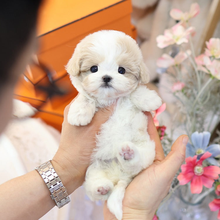 Maltipoo - Hyori (Female)