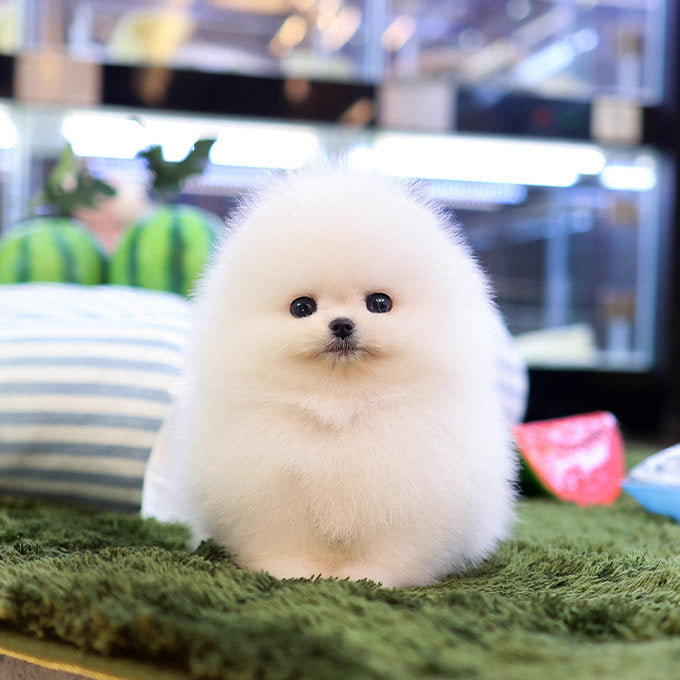 Pomeranian - Kaendi (Male)