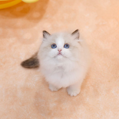 Ragdoll - Roji (Male)