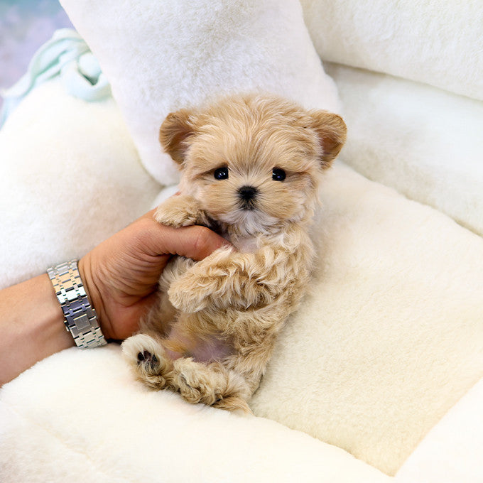 Maltipoo - Ppotto (Male)