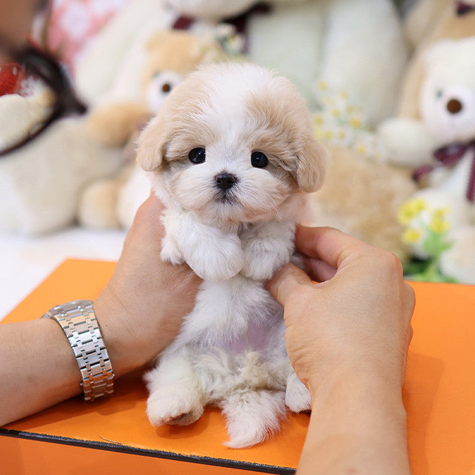 Maltipoo - Hyori (Female)