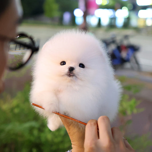 Pomeranian - Satang (Male)