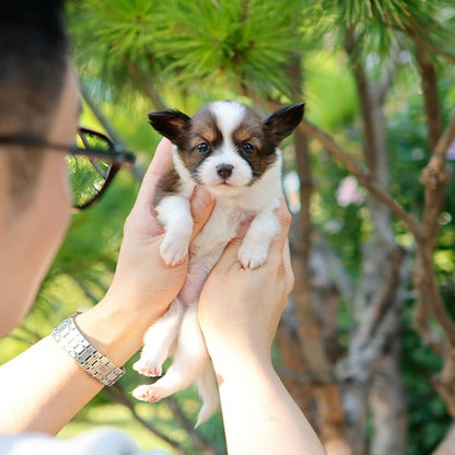 Papillon - Chiyo (Female)