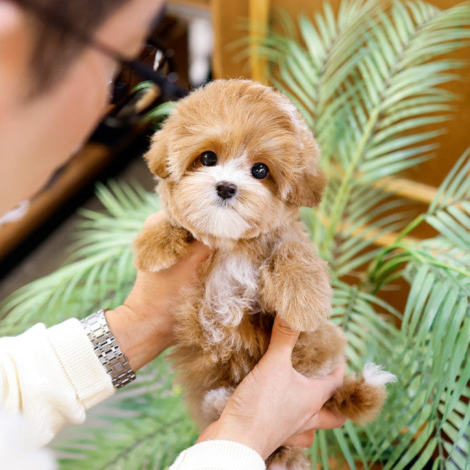 Maltipoo - Beoteo (Female)