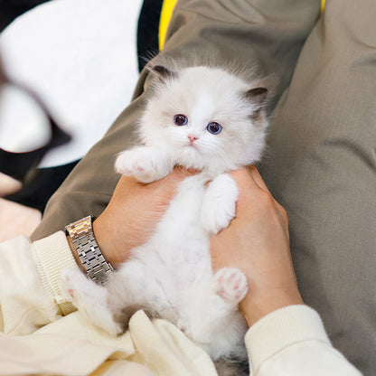 Ragdoll - Dore (Male)