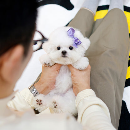 Bichon Frise - Bita (Male)