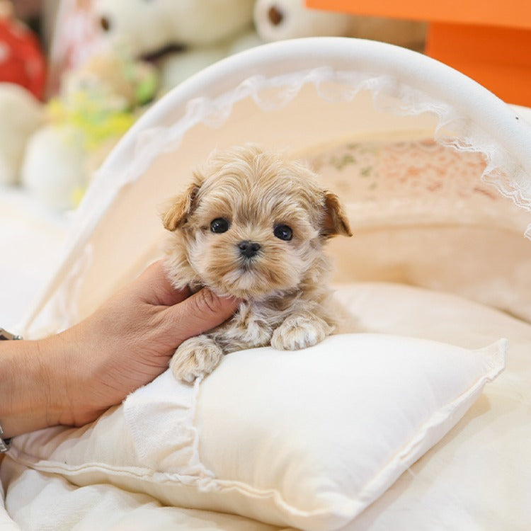 Maltipoo - Mippo (Female)