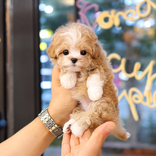 Maltipoo - Pika (Female)