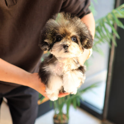 Poodle - Ppangyi (Female)