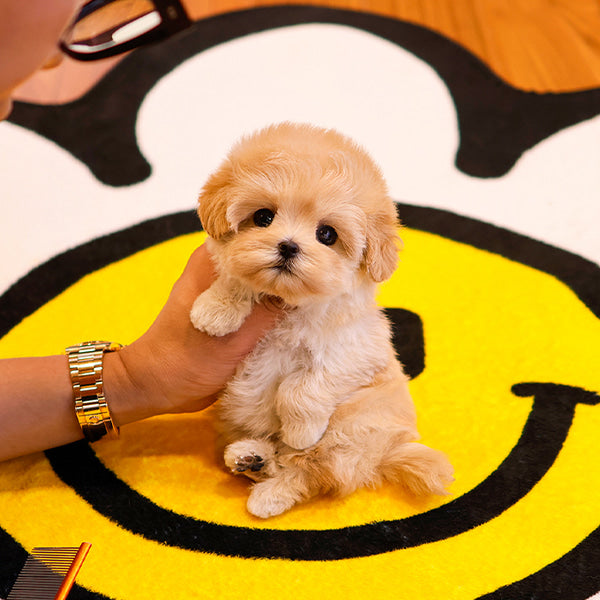 Maltipoo - Jiji (Female)