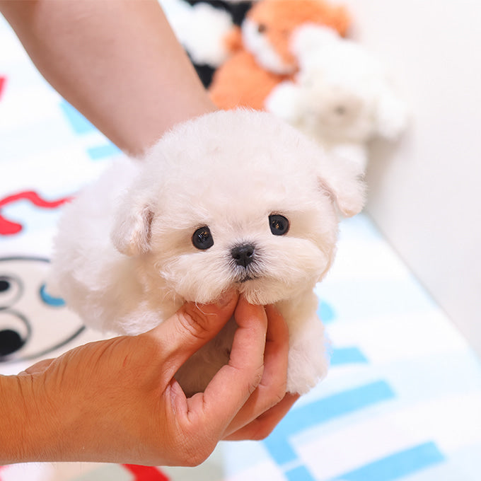 Bichon Frise - Chongchong (Male)
